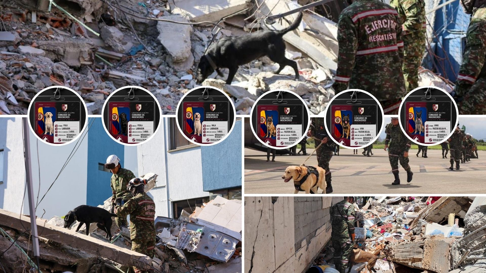 Perros del Ejército buscan sobrevivientes tras el sismo