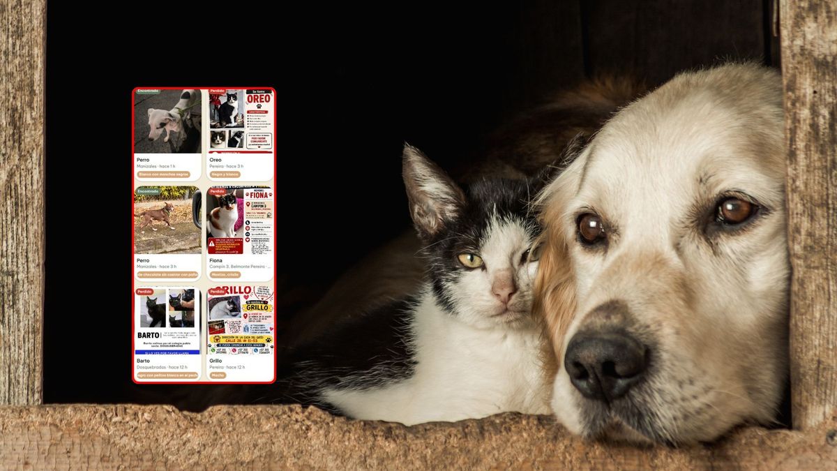 Mascotas perdidas tras el terremoto: lanzan app gratis para volver a encontrarlas
