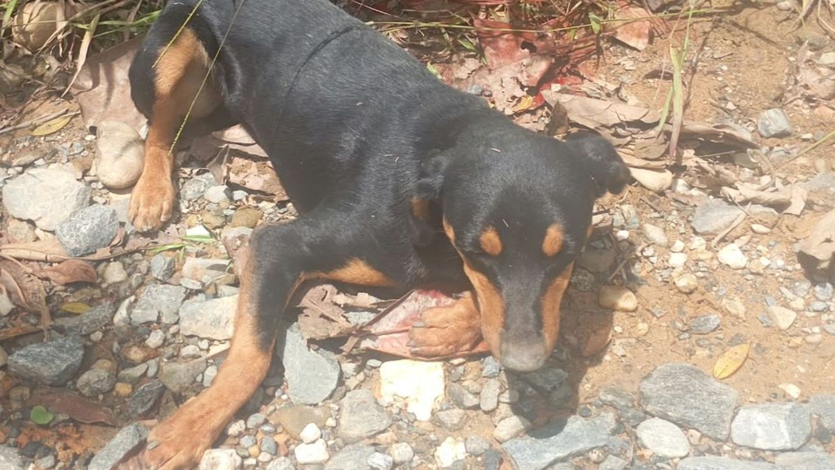 Uno de los perros que habría sido asesinado en Alejandría