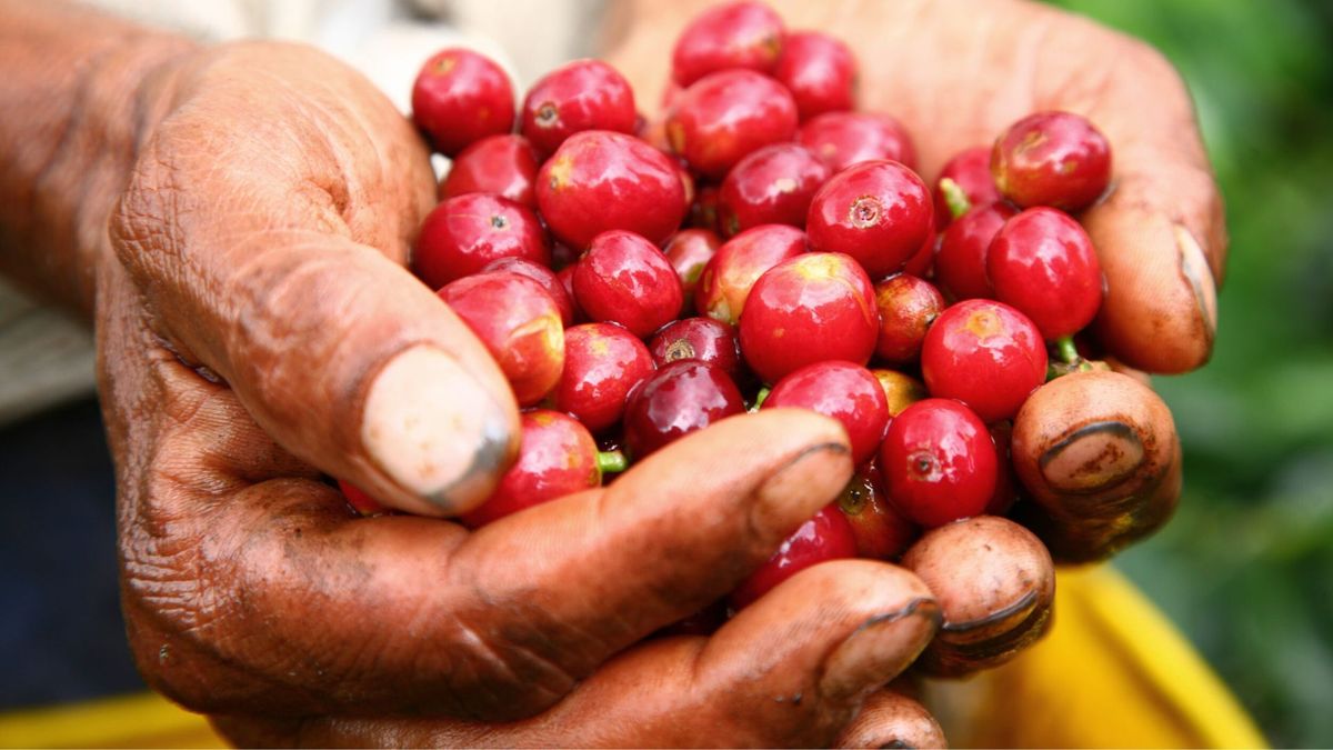 Recolección de café