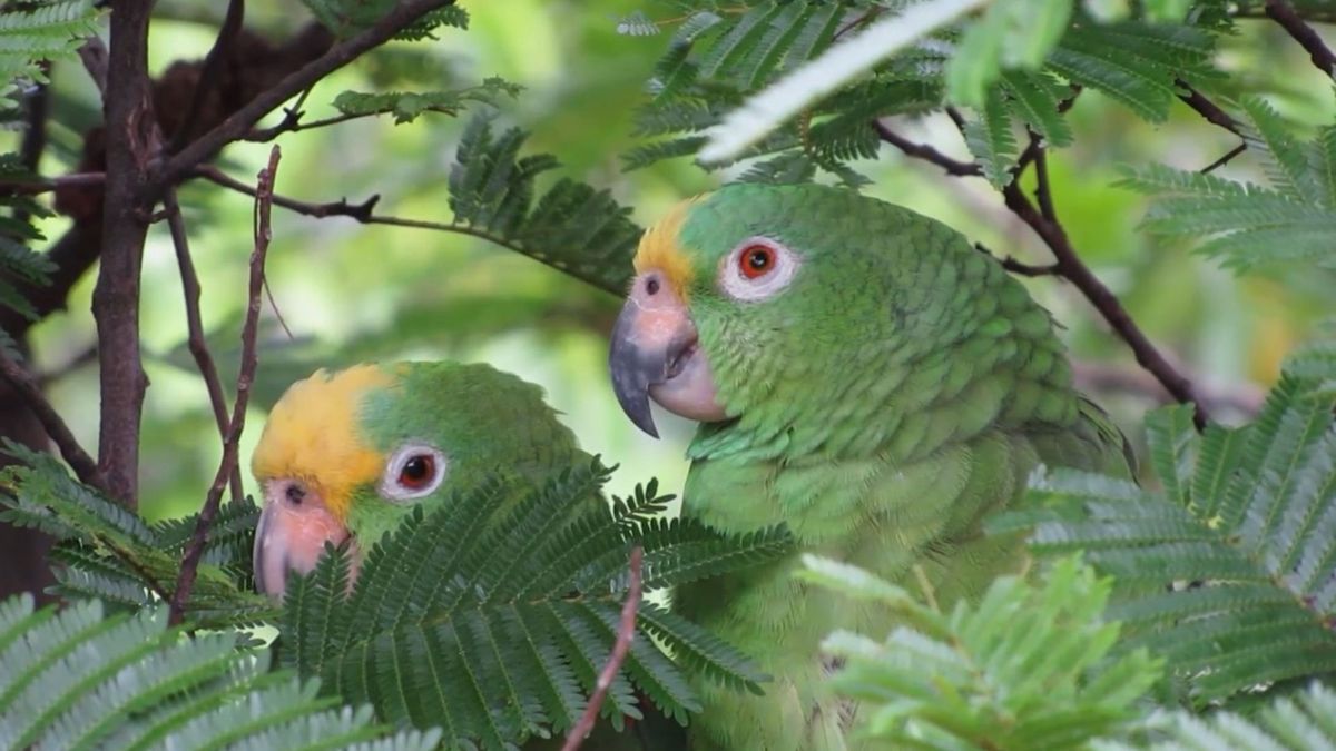 Loros Frentiamarillos en Antioquia