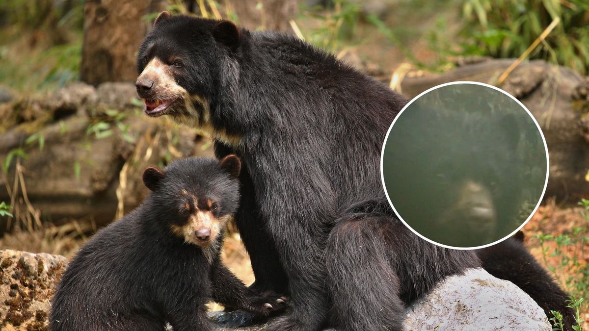 ¿Dónde encontraron al oso de anteojos y su cría en La Calera?