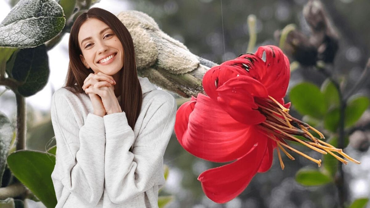 ¿Qué es la Mutisia? La flor que conquista Bogotá