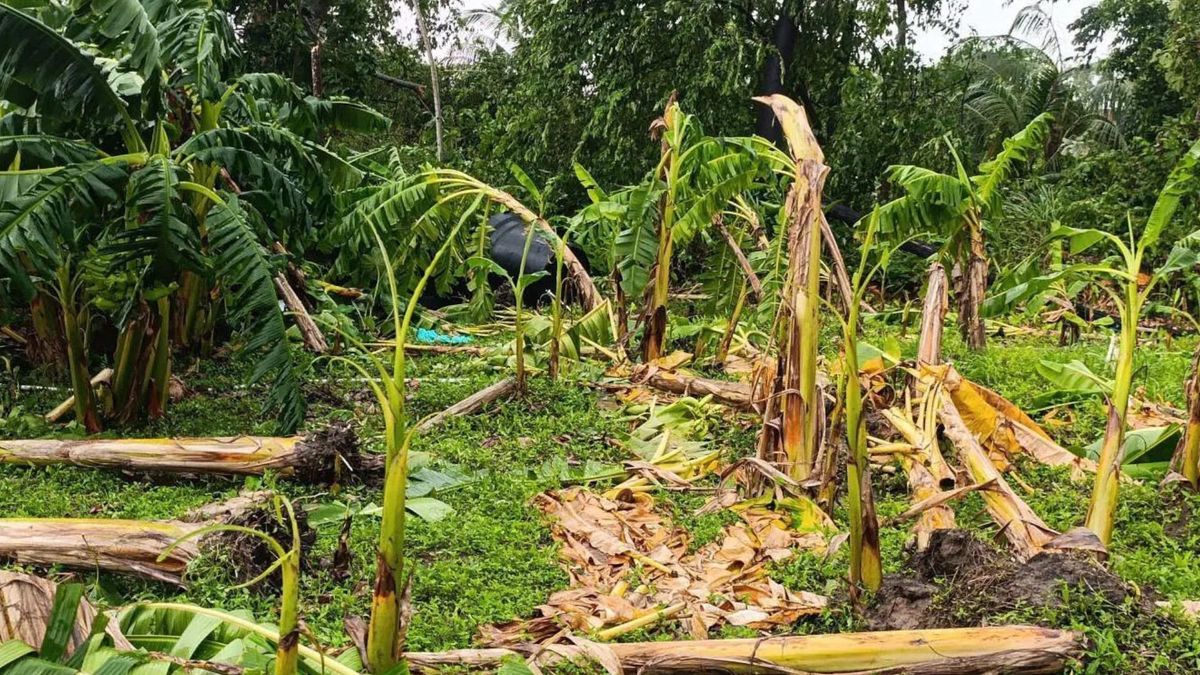 Afectaciones en plantaciones de banano por lluvias