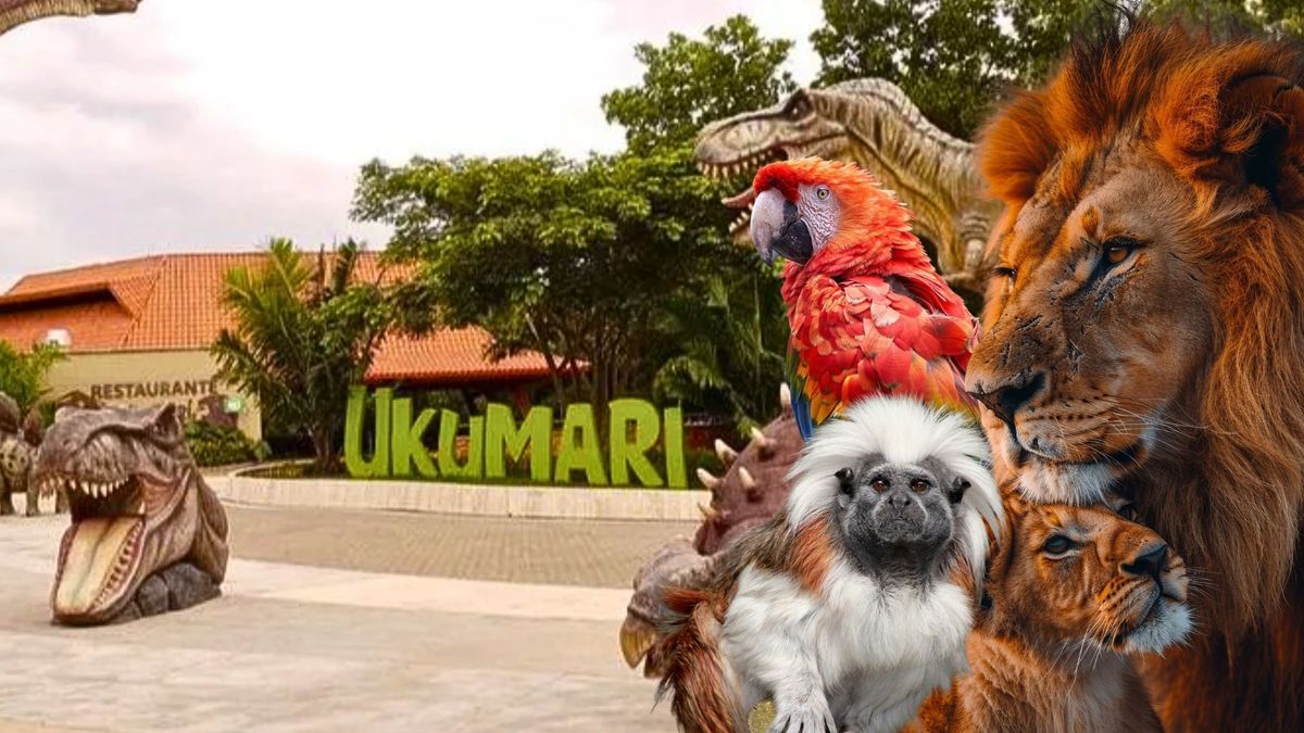 ¿Cómo ayudar al Bioparque Ukumarí y sus más de 400 animales?