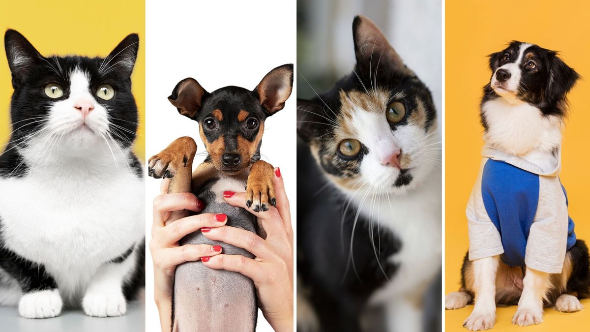 Jornada de adopción de perros y gatos en Bogotá: fecha, hora y lugar