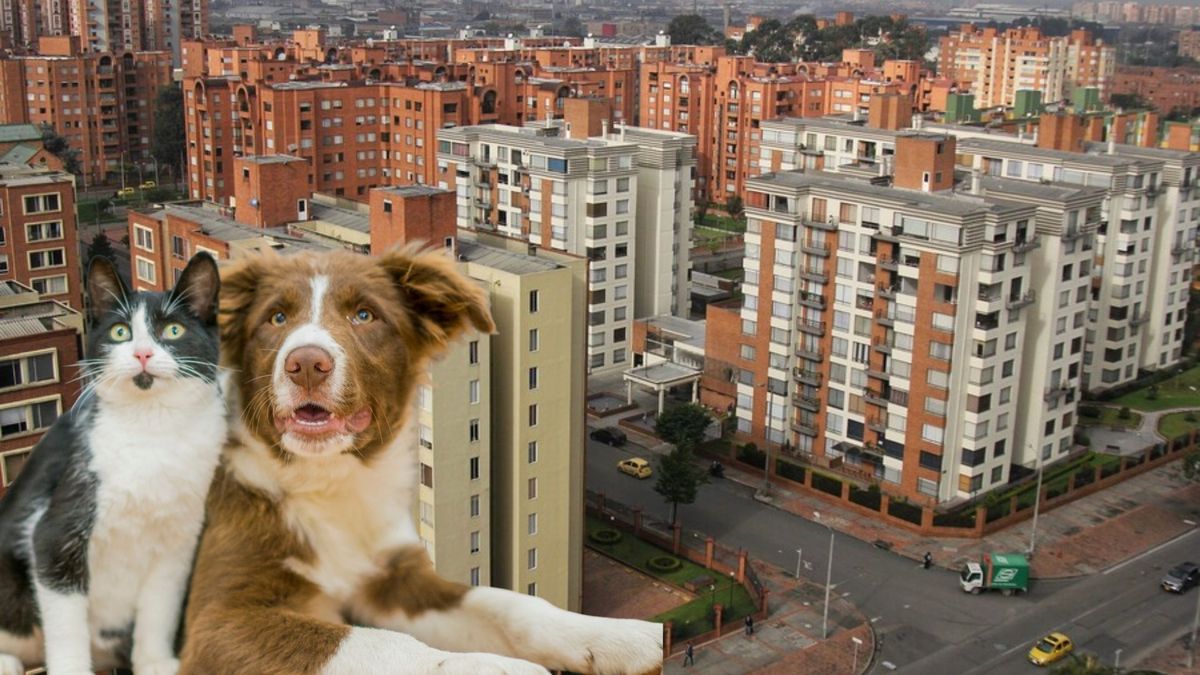 Corte Constitucional prohíbe multas por mallas en balcones