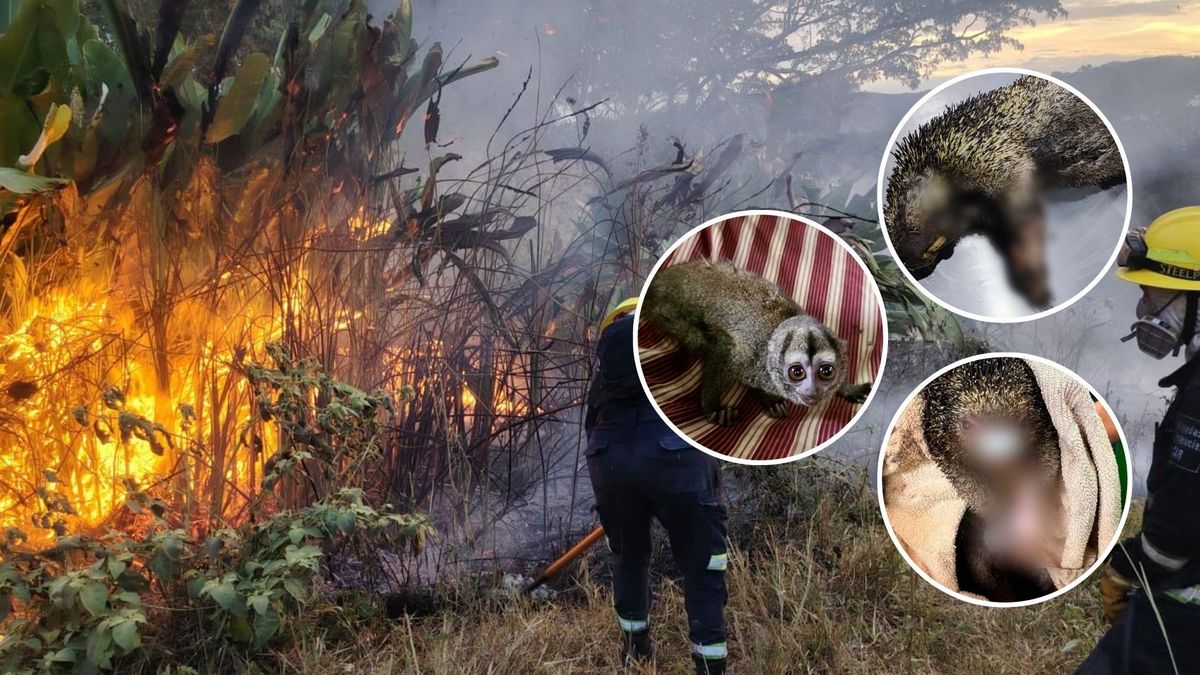 ¿Qué animales fueron afectados por los incendios forestales en Cundinamarca?