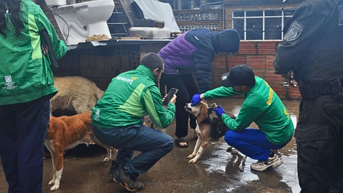 ¿En qué condiciones encontraron a los animales en San Cristóbal?