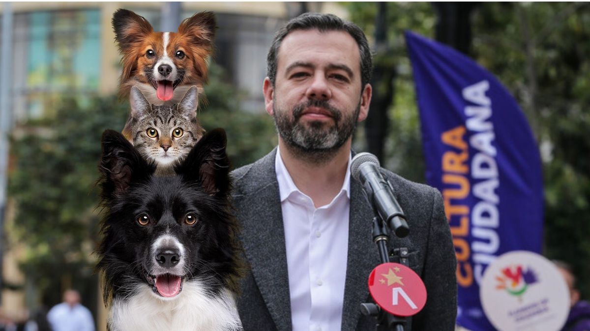 Bogotá regala 11.000 esterilizaciones para perros y gatos: vea cómo acceder