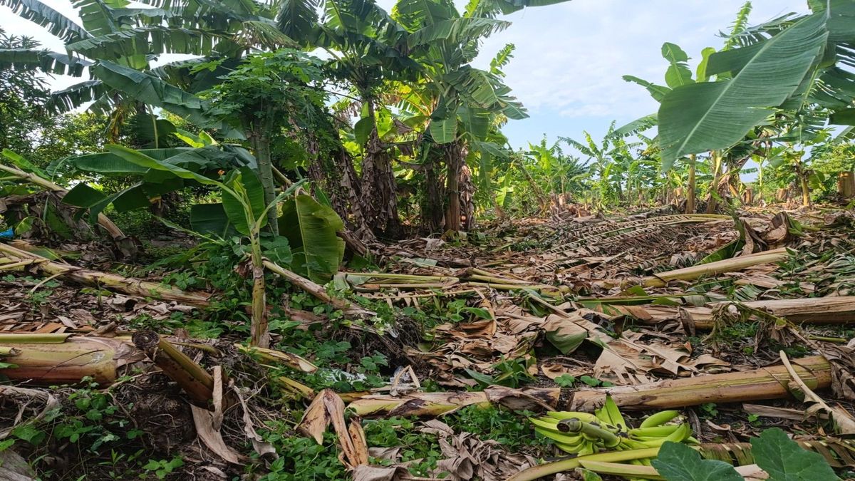 Afectaciones por vendaval en el Atlántico