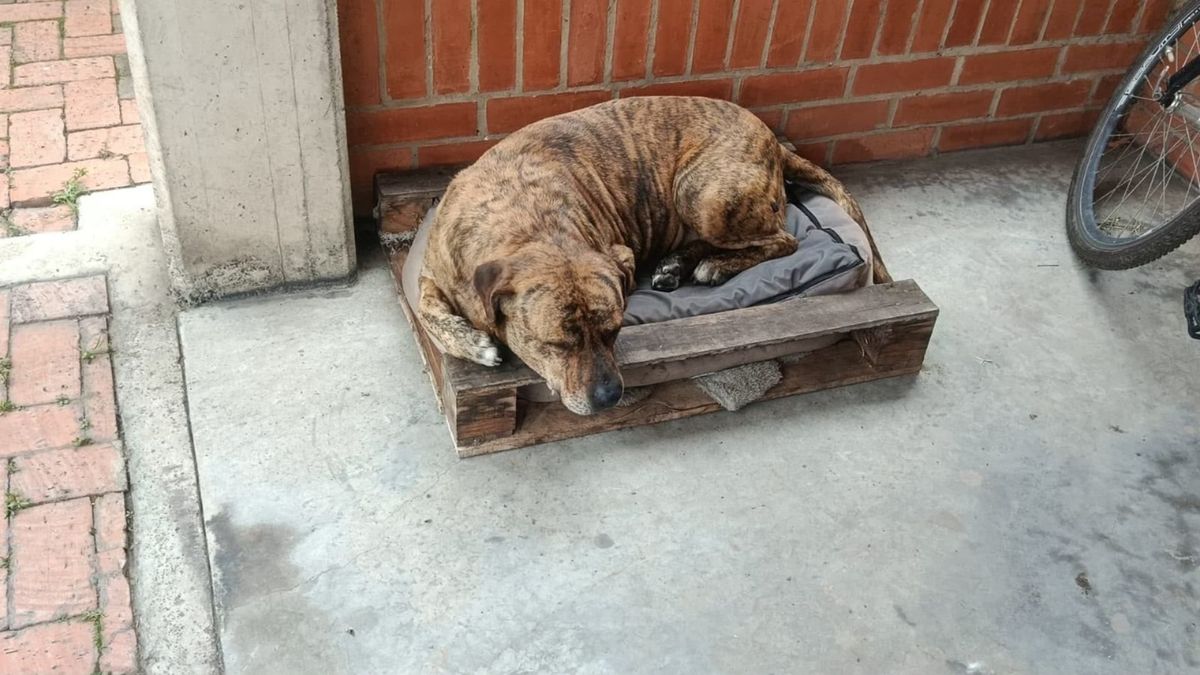 Sultán, el perrito de Tocancipá.