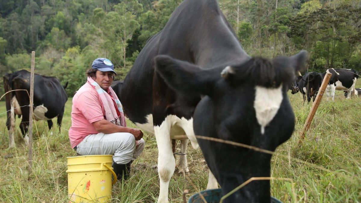 Cundinamarca pagará precio justo a ganaderos y transformará la leche