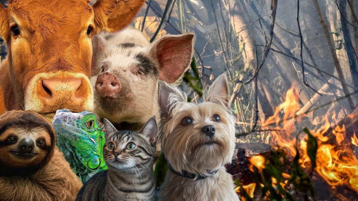 ¿Cómo ayudar a los animales afectados por los incendios en Tolima?