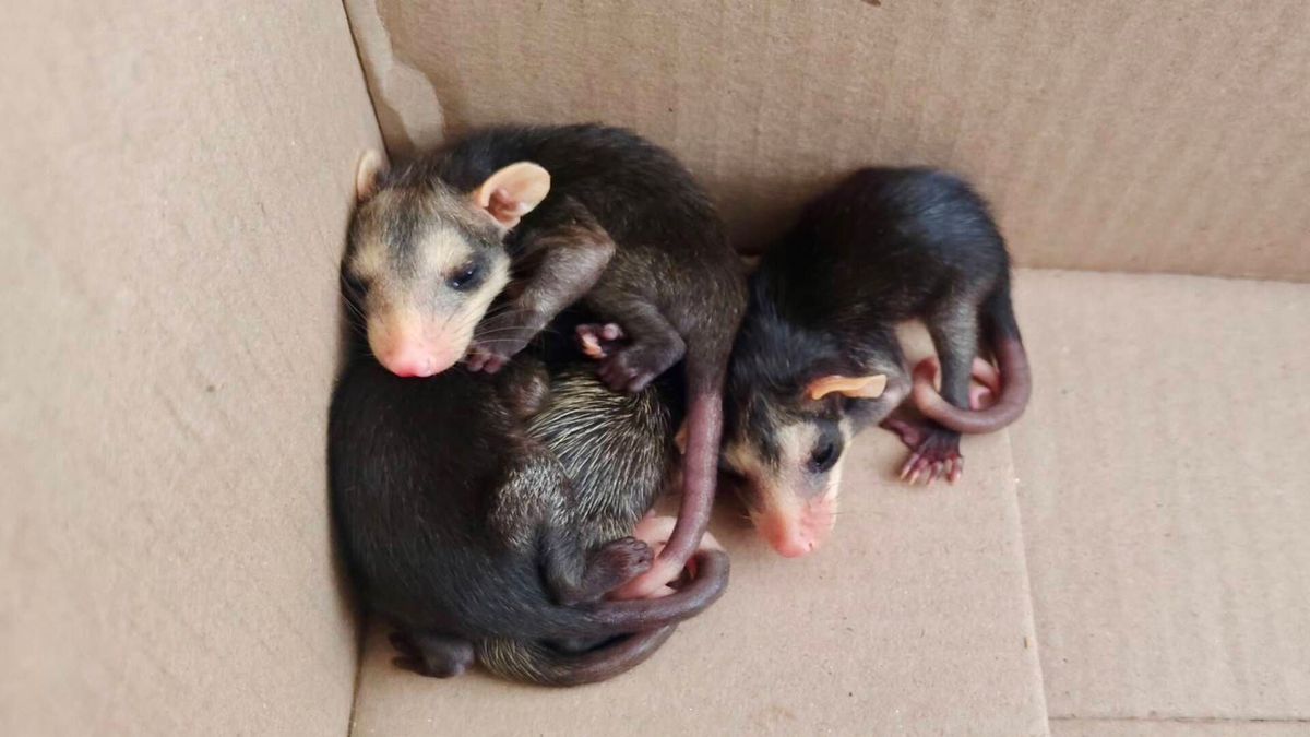 Fauna Silvestre Rescatada en Ibagué | Animales en Condición de Vulnerabilidad | Rescate de Fauna | Agosto 2026