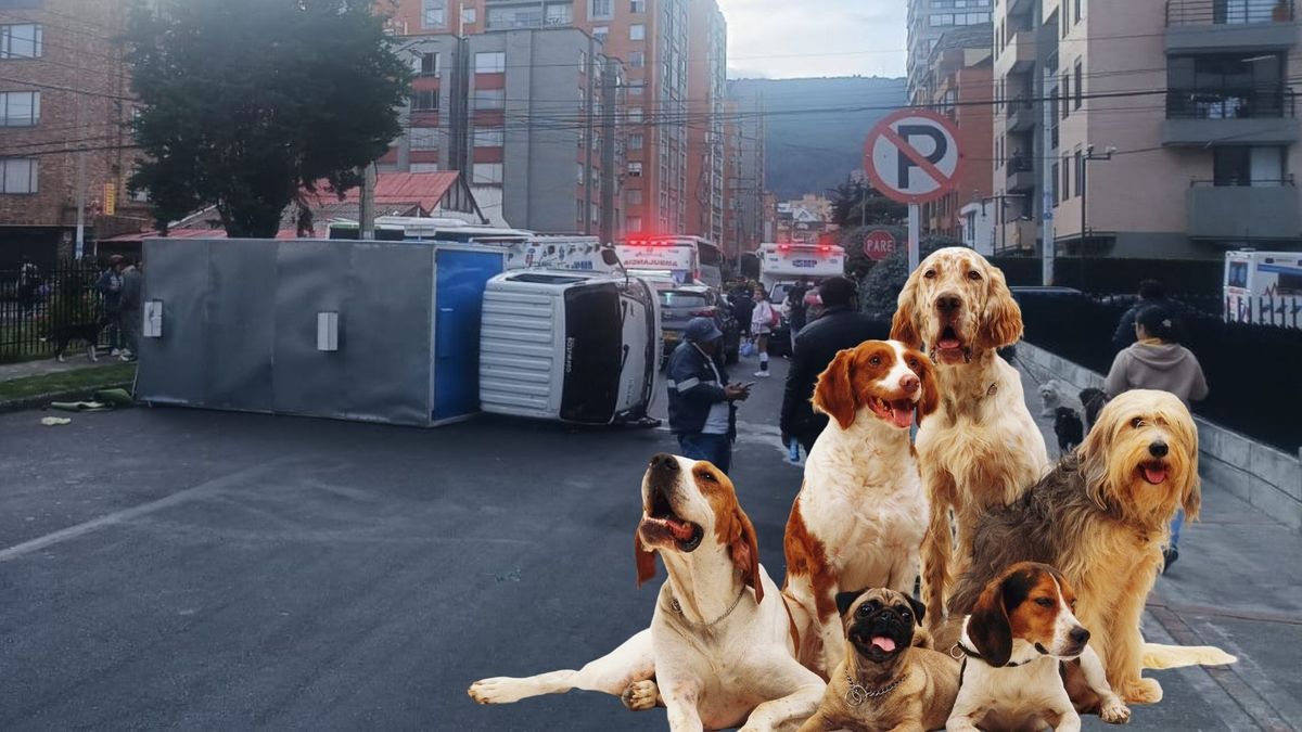 Camión volcado y mascotas