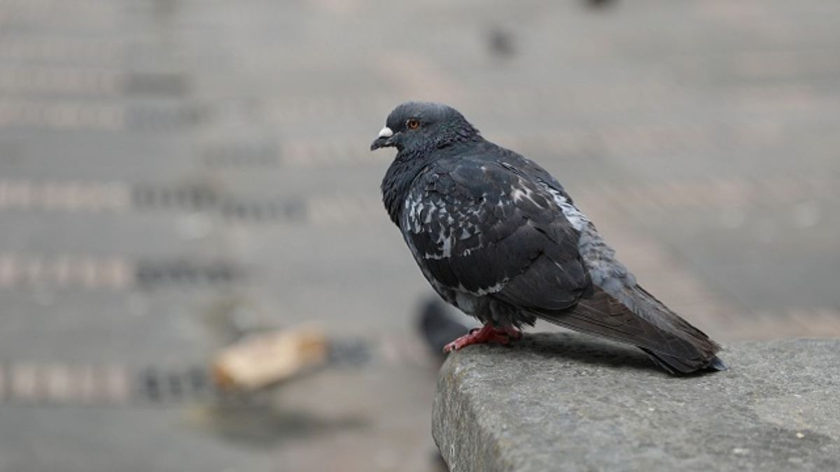 ¿Por qué murieron las palomas en Barrios Unidos?