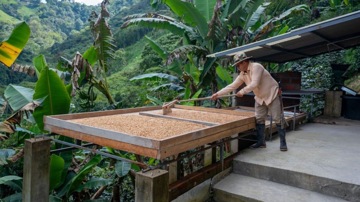 Recolección de café en Risaralda