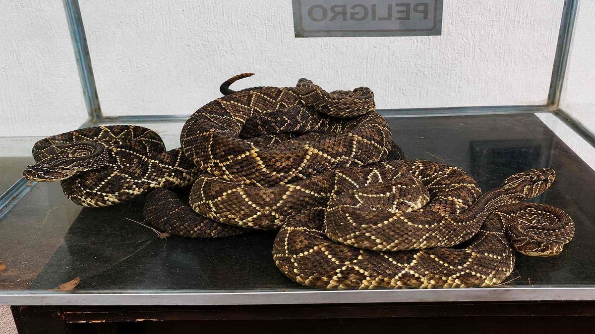 Serpientes Cascabel Huila
