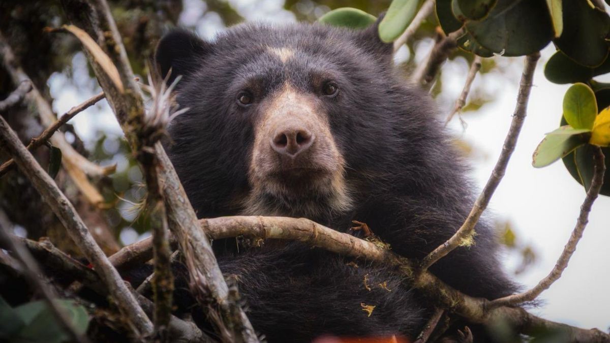Campesinos de Manta ayudarán a proteger al oso andino
