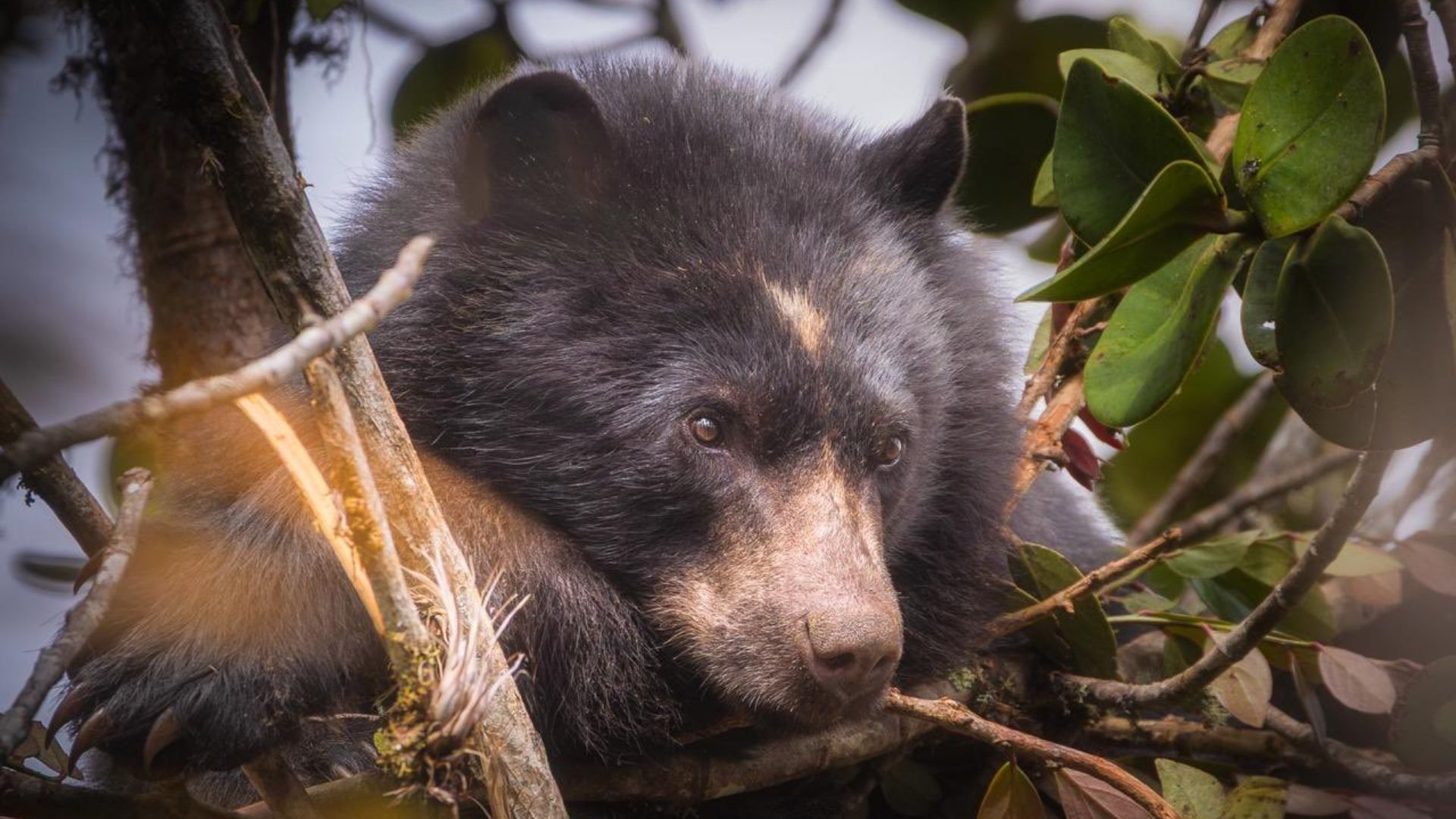 ¿Cómo ayudarán los campesinos de Manta a proteger al oso andino?