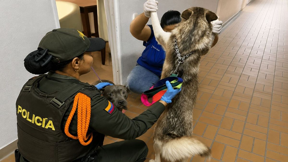 Animales siendo revisados en Bello, Antioquia