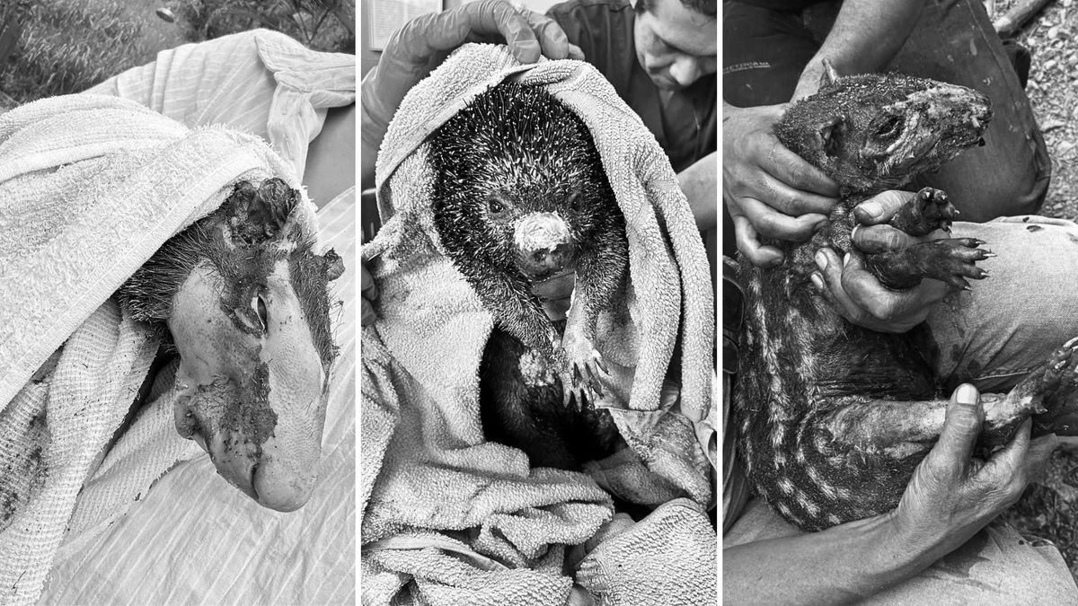 11 animales silvestres murieron tras incendios en Cundinamarca