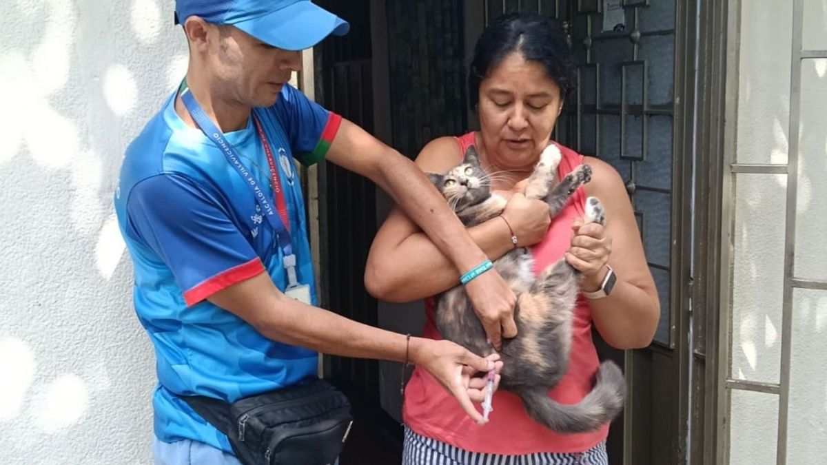 Vacunación perros y gatos