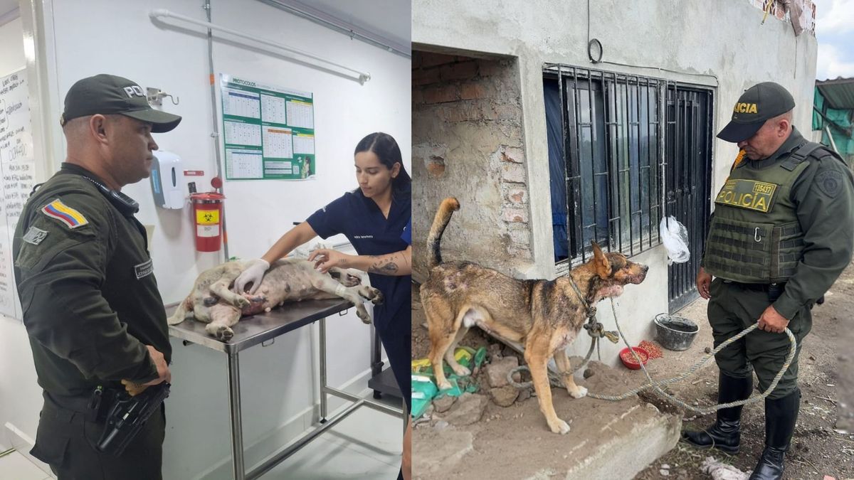 Dos perros víctimas de maltrato y dos capturados tras denuncias ciudadanas