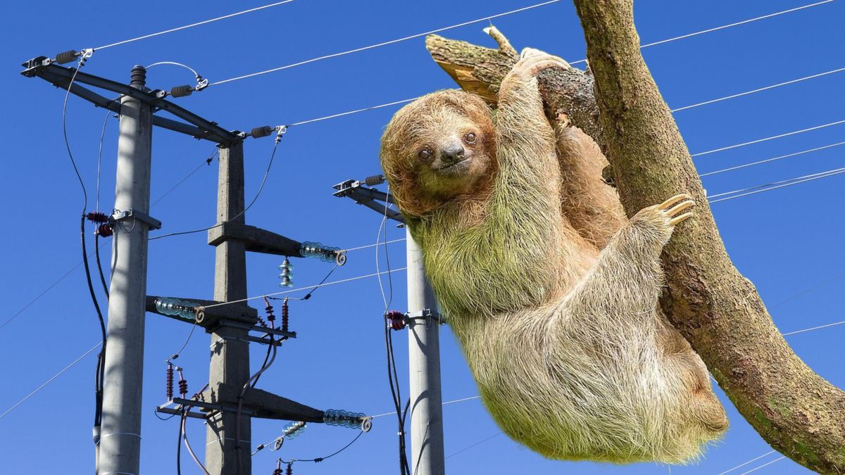 ¿Cómo reportar un animal silvestre en riesgo cerca de cables o postes?