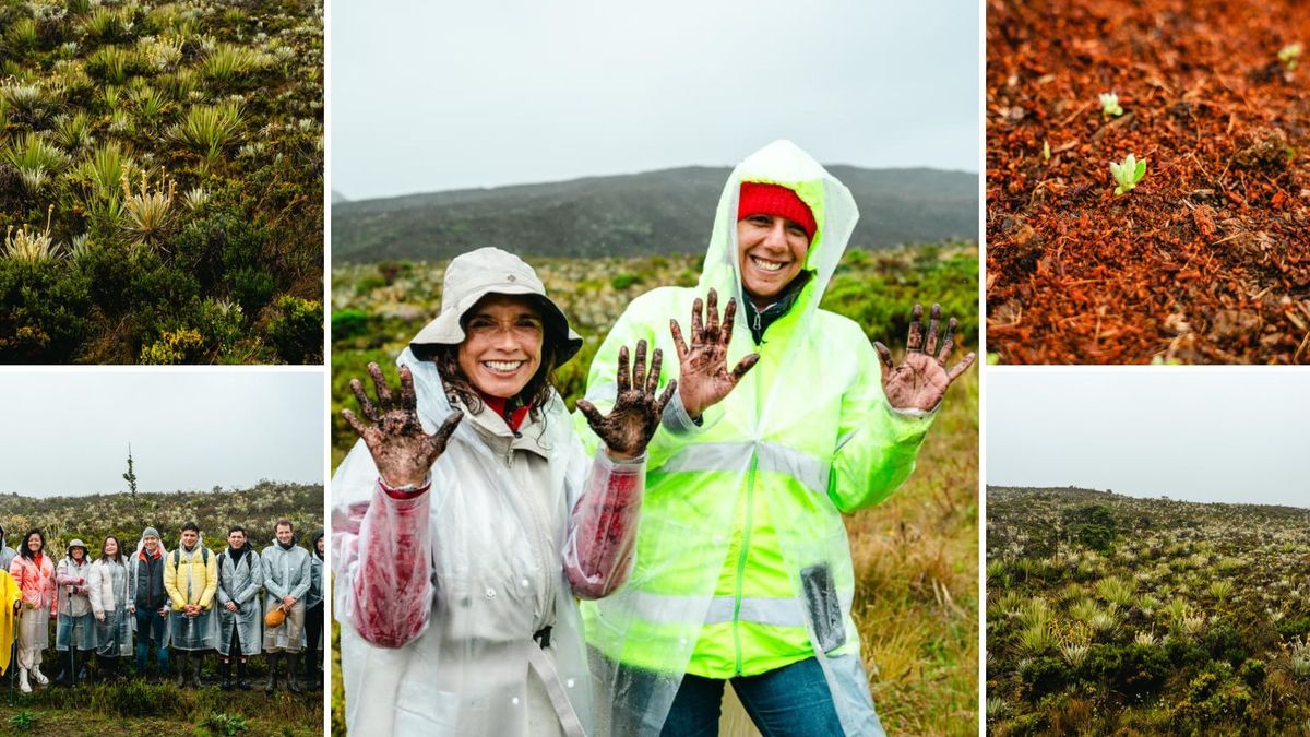 Páramo de Sumapaz: buscan sembrar 13.000 frailejones