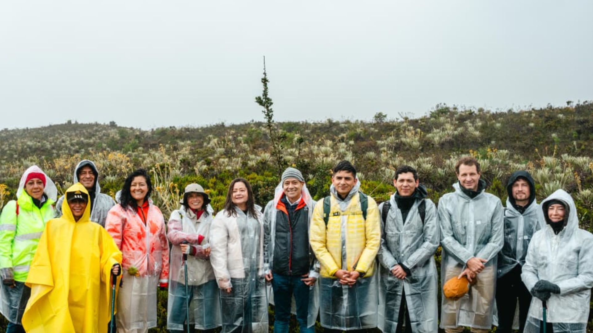 ¿Por qué buscan sembrar 13.000 frailejones en el Páramo de Sumapaz?