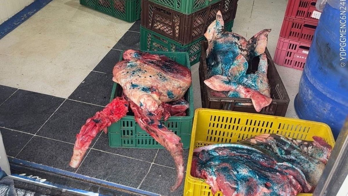 Carne en mal estado destruída en Bello, Antioquia.