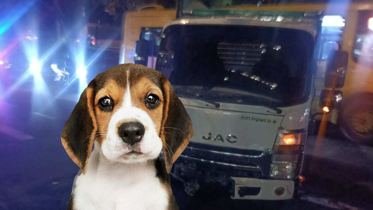 Ruta de perritos causa trancón en la carrera Séptima, en Bogotá.