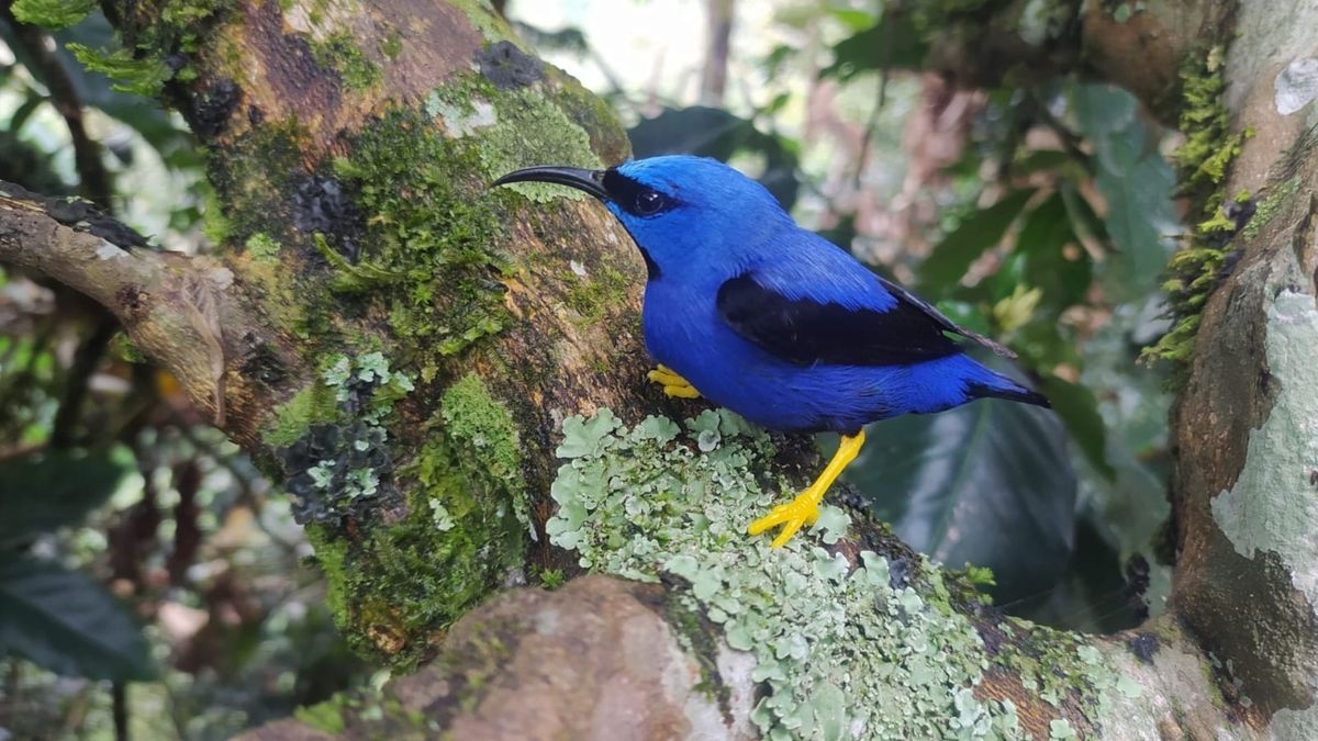 Semana de las Aves ‘Villaves’