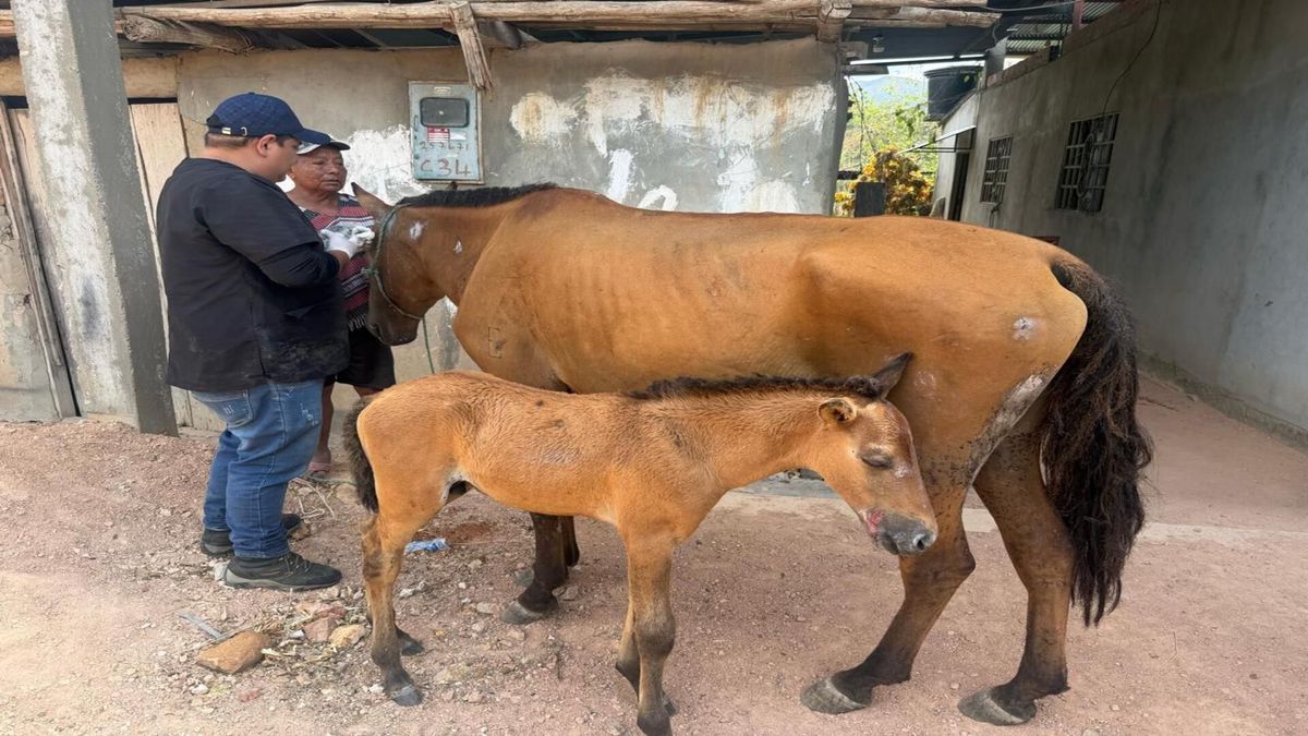 Golondrina, la yegua que salvo a su cría en medio de un incendio en Coyaima, Tolima