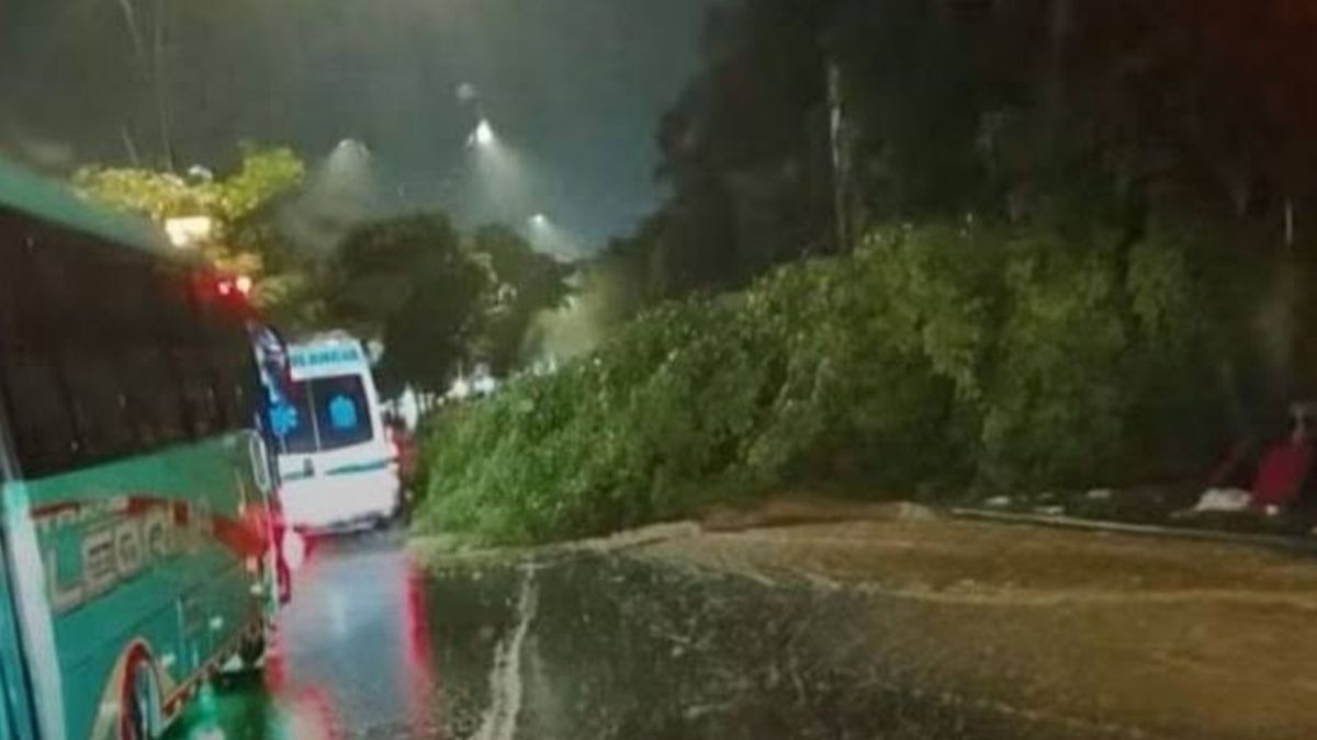Caída de árbol en Bucaramanga