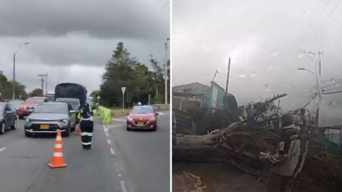 Caída de árbol afecta rutas de TransMiZonal y alimentadores del Portal Usme