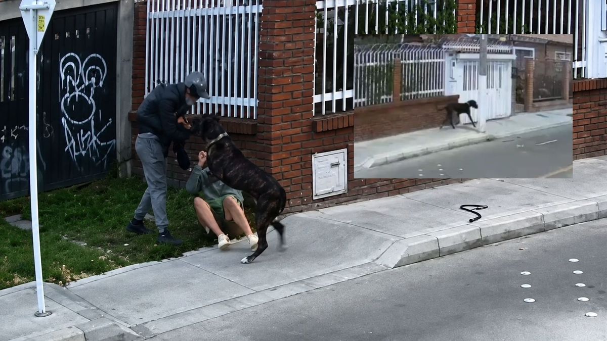 El animal se enfrentó a un ladrón que descendió de una motocicleta para robarle el celular