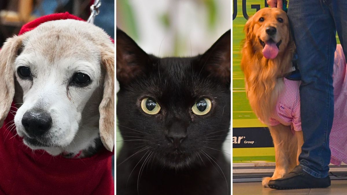 ¿Qué son los perros y gatos comunitarios en Bogotá?