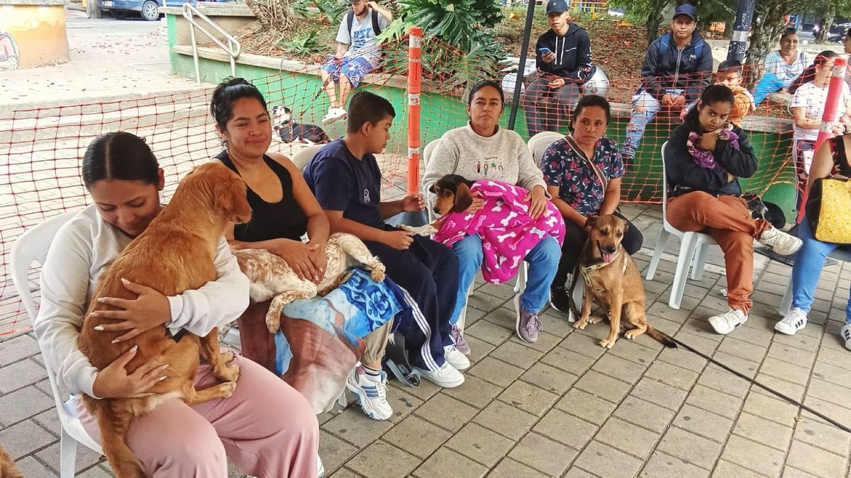 Proceso de esterilización de perros y gatos en Antioquia