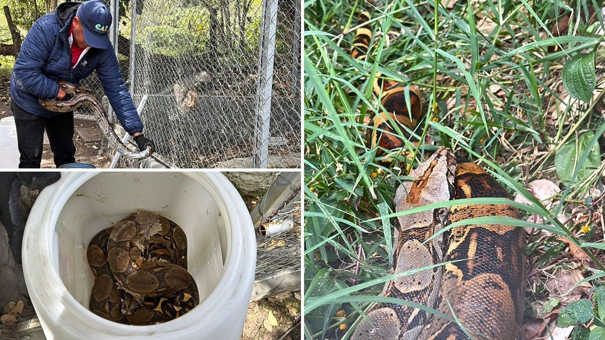 CAR incauta dos boas constrictor en finca de Fusagasugá
