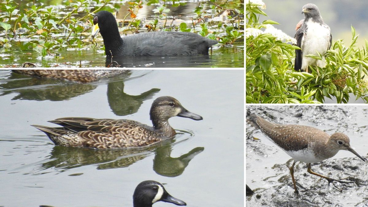 ¿Qué especies de animales fueron encontradas en el río Bogotá?