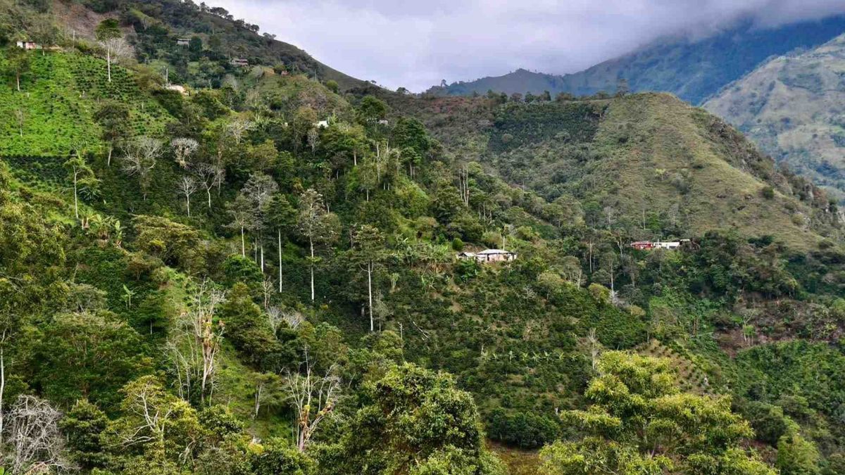 Comité de Cafeteros del Tolima