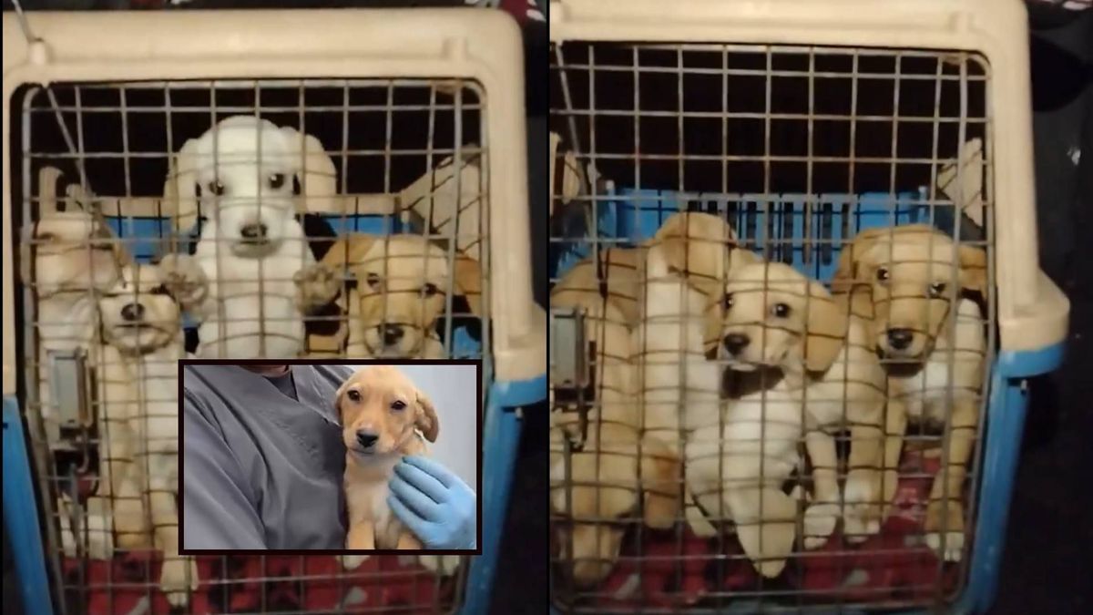 Perritos rescatados en Fontibón