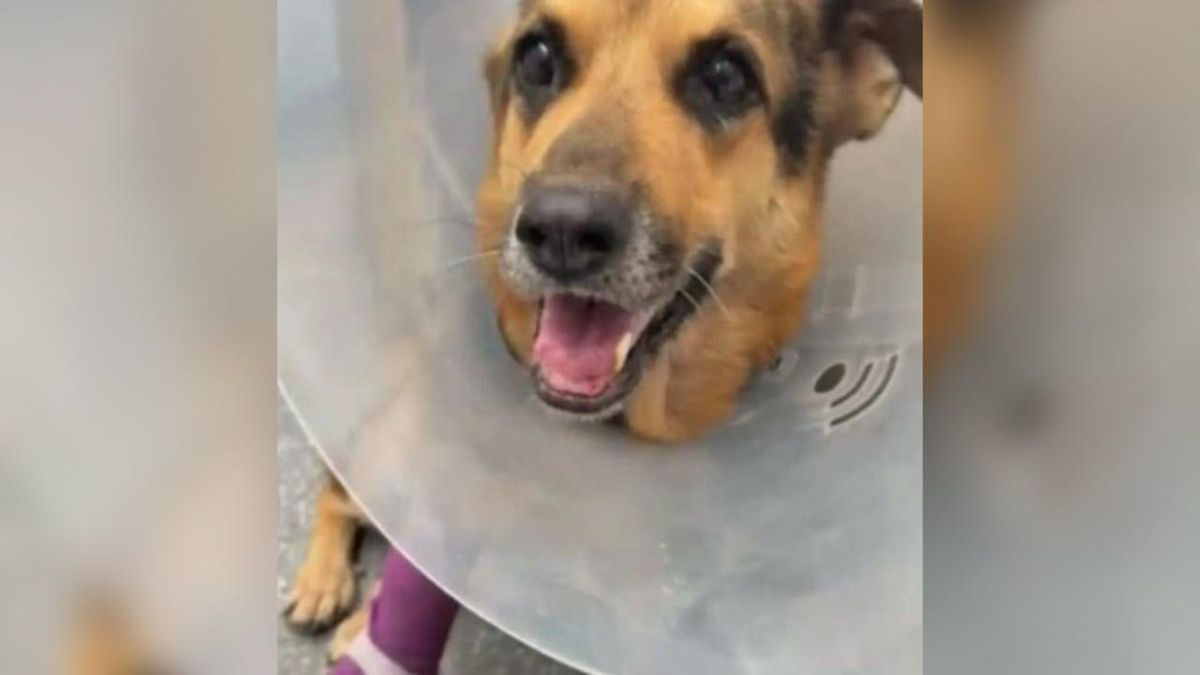 Investigación por caso de maltrato animal.