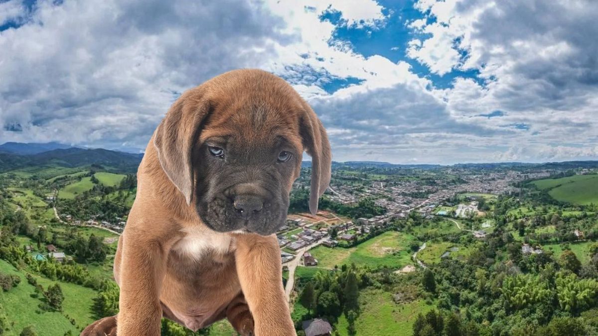 Envenenamiento de perritos en Antioquia.