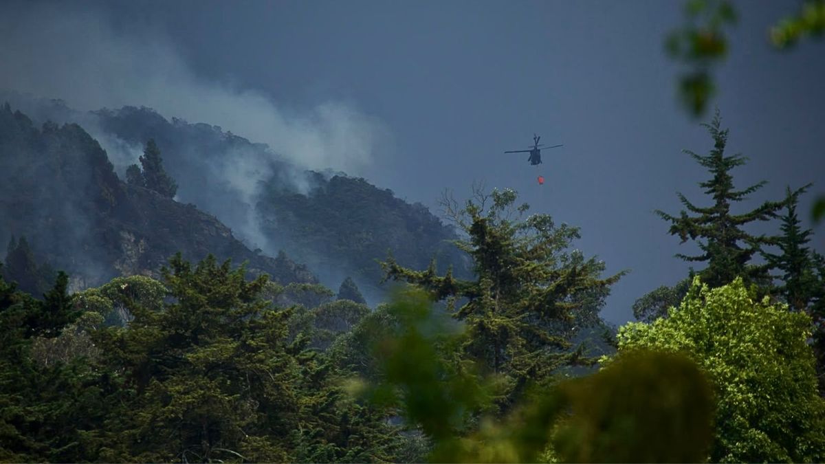¿Qué daños deja un incendio forestal en el suelo?