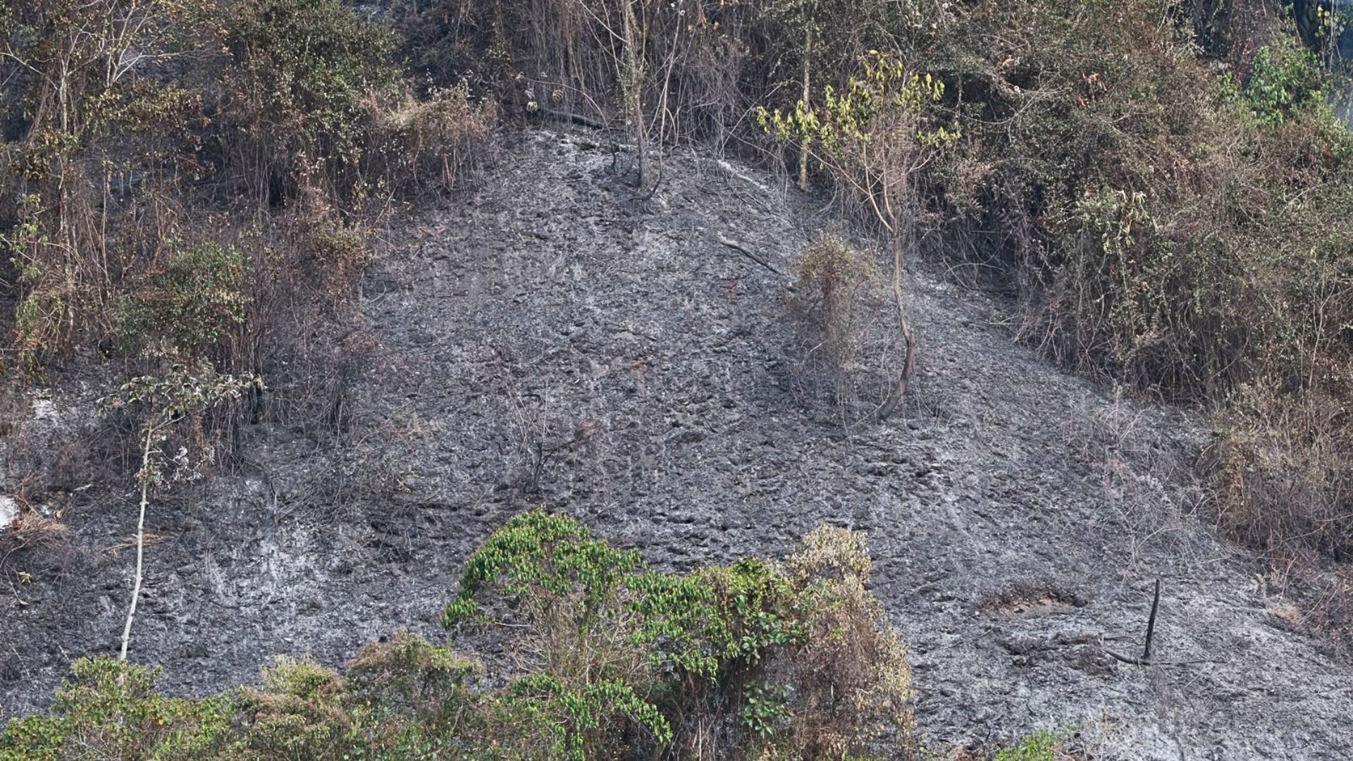 ¿Cuánto tarda en recuperarse un bosque después de un incendio?