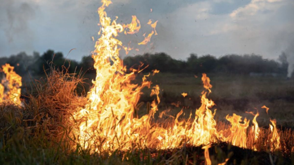 Incendios forestales